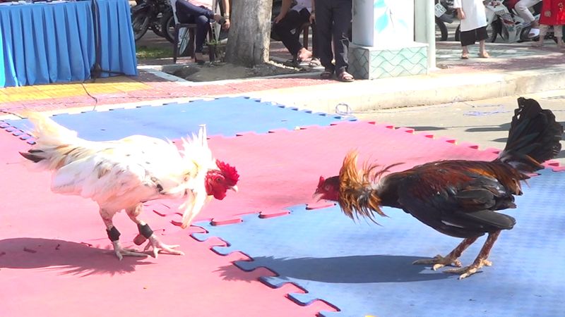 Mách Bạn App Xem Đá Gà Miễn Phí, Xem Không Giới Hạn Nên ưu tiên tải ứng dụng xem đá gà có tốc độ load tốt